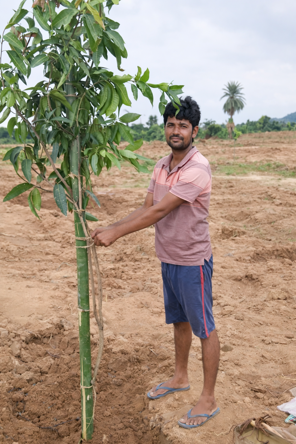 Mango Tree Plantation