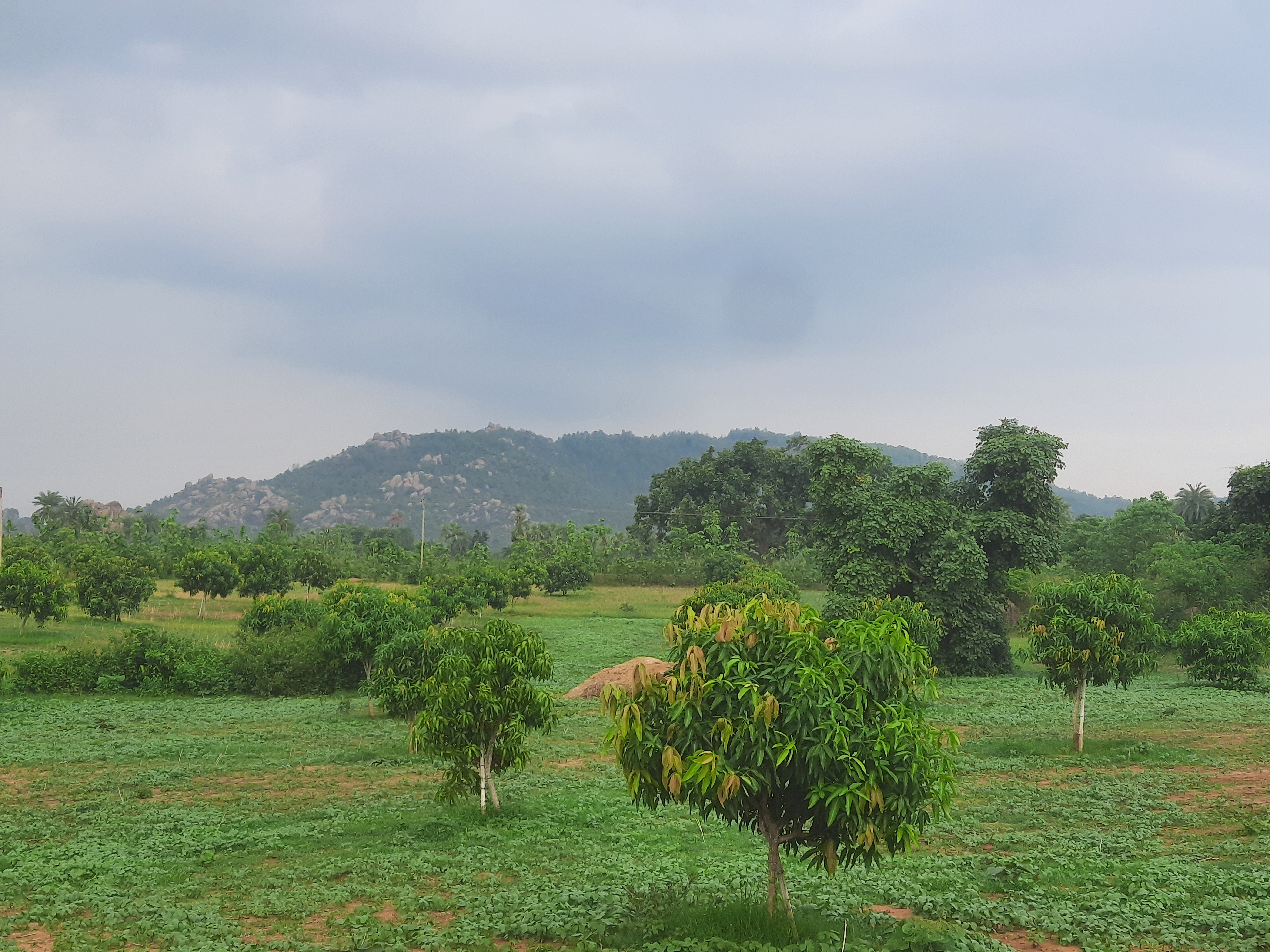Soil tree care