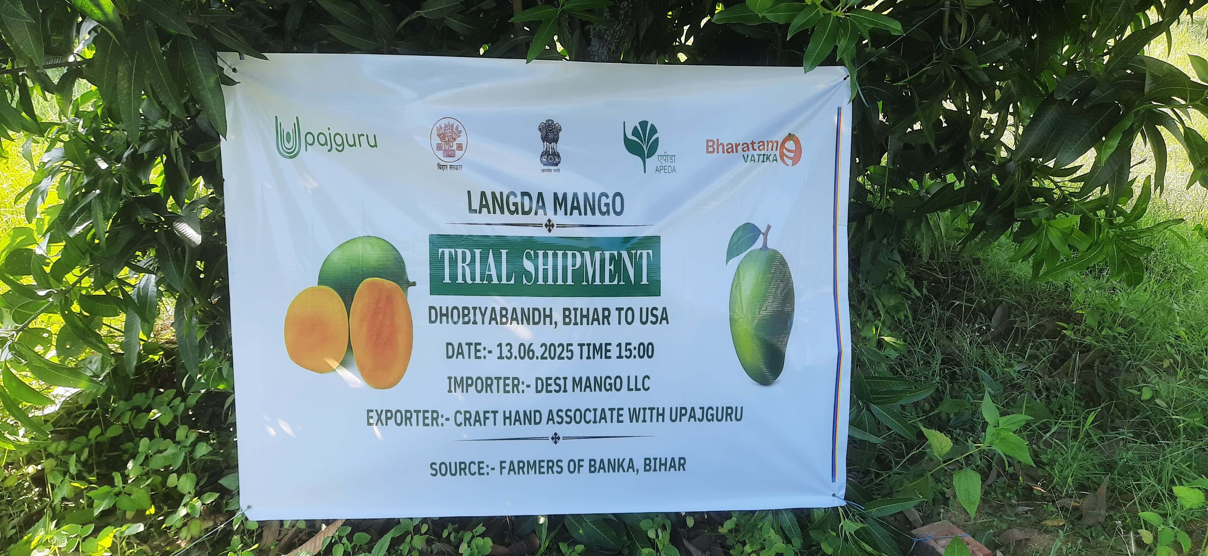 Langda Mango Trial Shipment