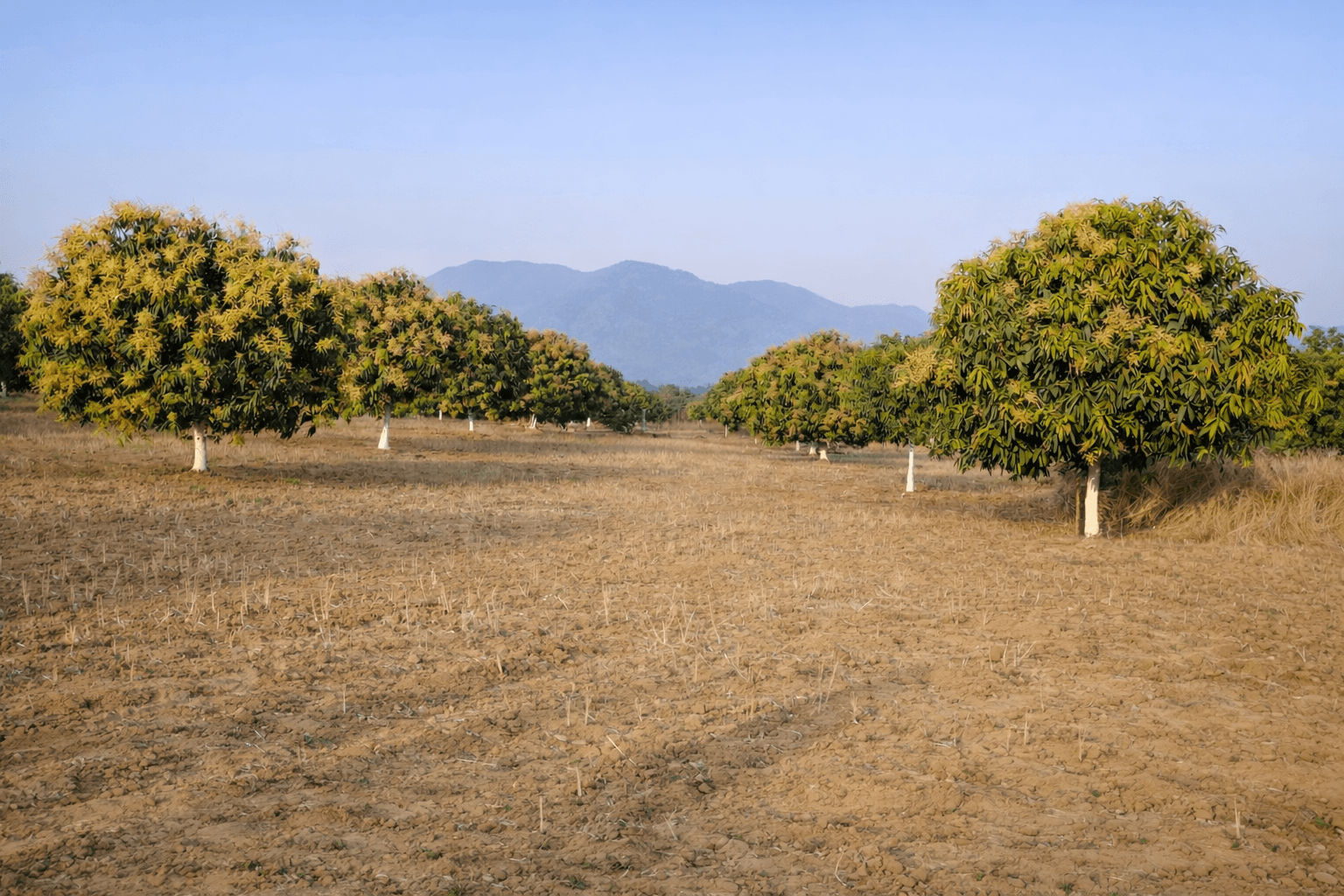 Bharatam Vatika Orchard