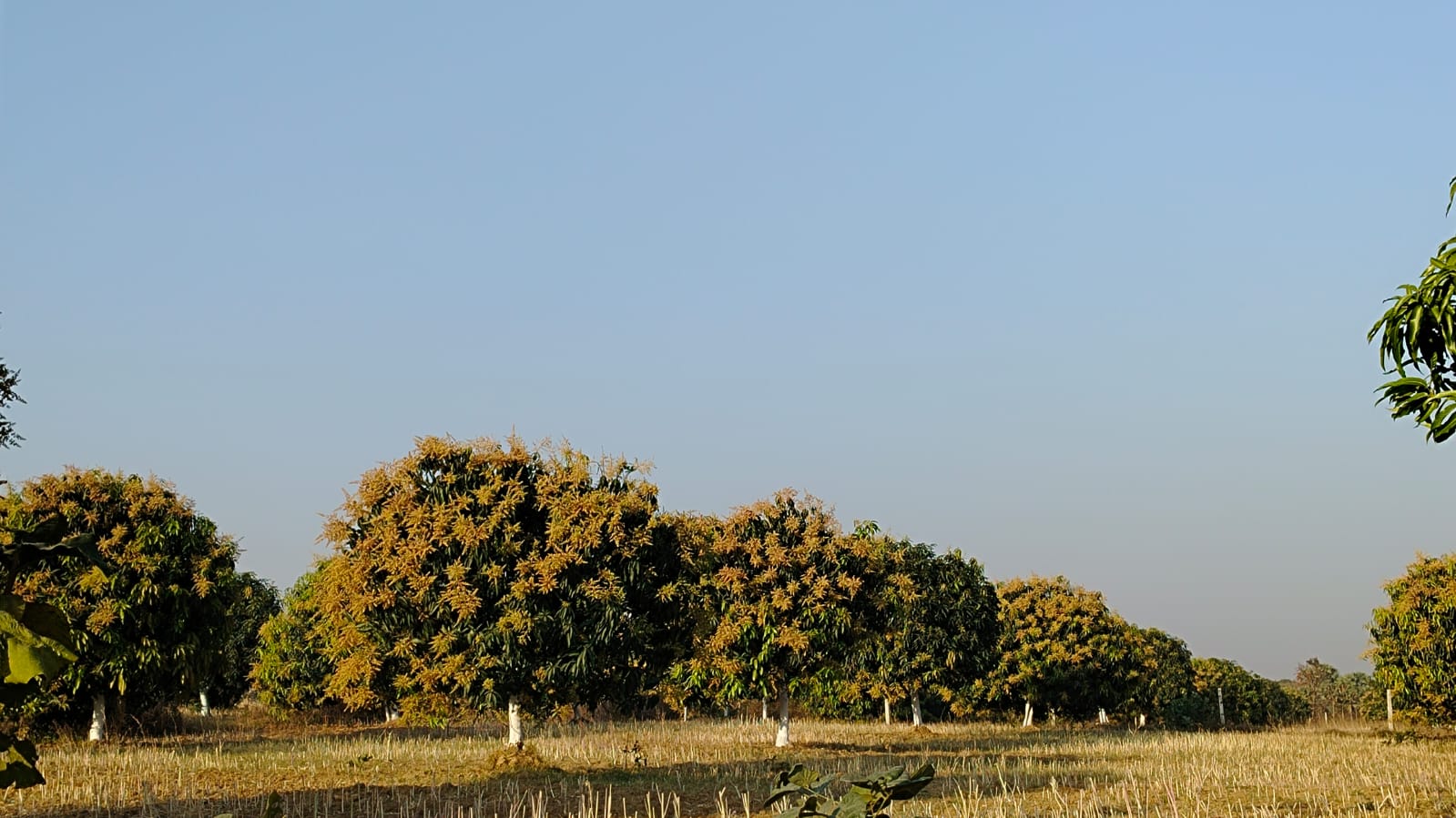 Orchard Moments