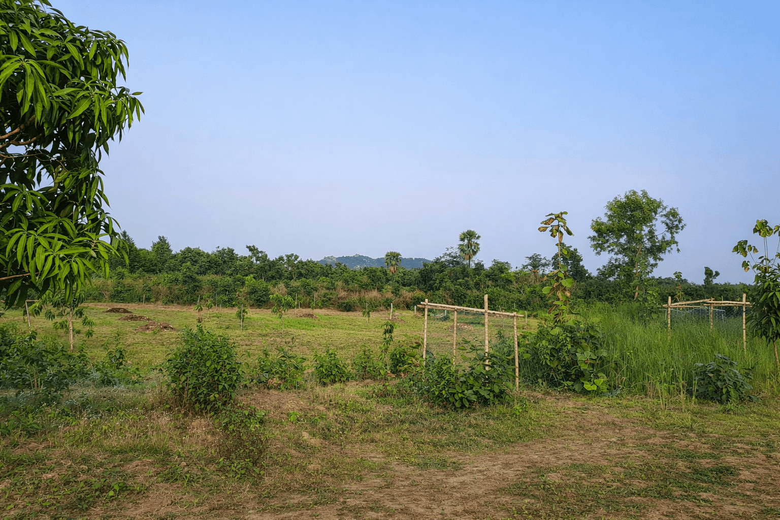 1-Year-Old Mango Tree