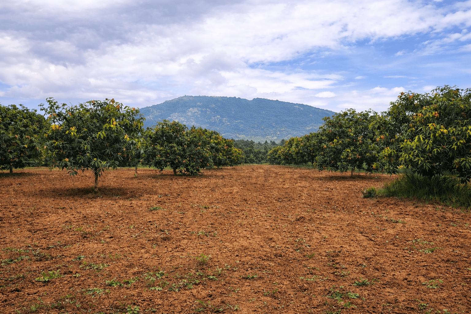 Mango tree pruning