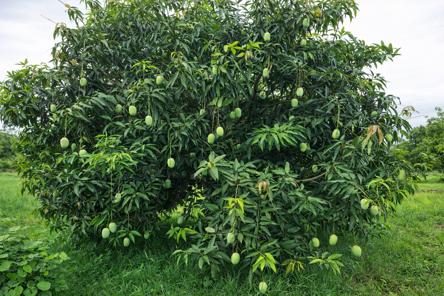 Full of Mangoes