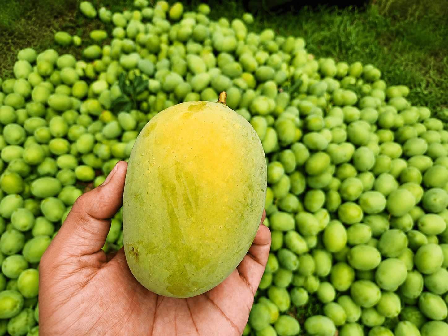 Sweet Harvest