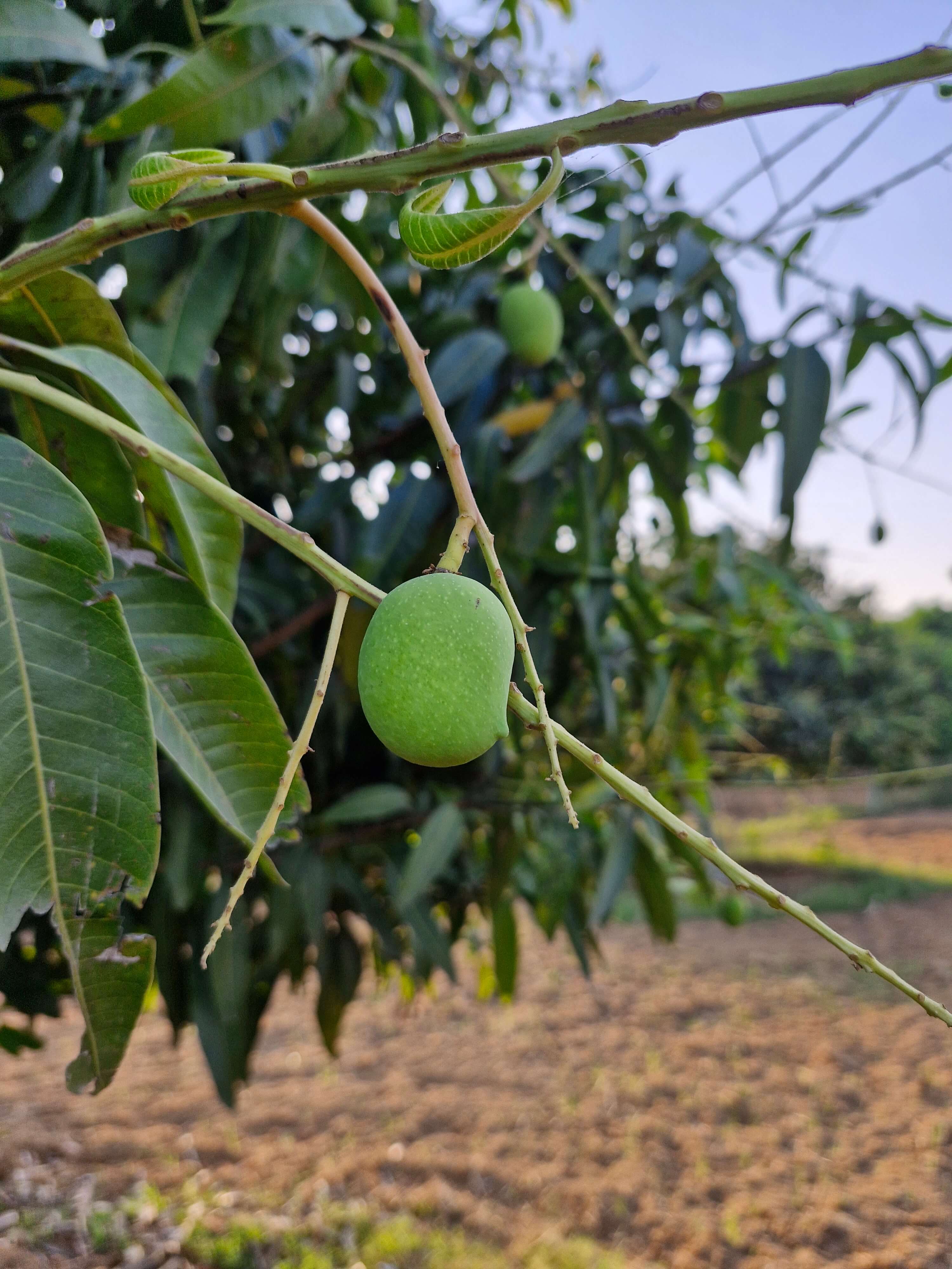 Two Fruits Appeared
